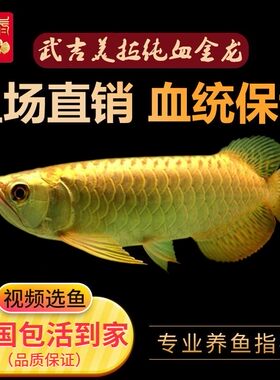 龙鱼蓝底印尼辣椒超血短身大湖