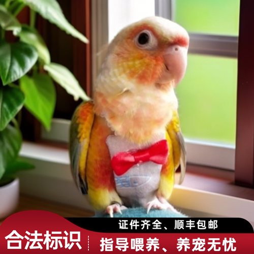 手养半毛亲人粘人雏鸟小鹦鹉包邮