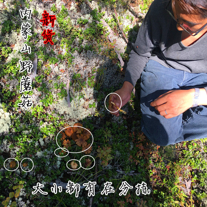 内蒙草蘑东北蘑菇今年新货自家采小蘑菇味道浓郁250克炖炒蘑包邮
