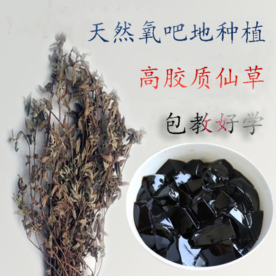 高胶质凉粉福建凉粉草批发