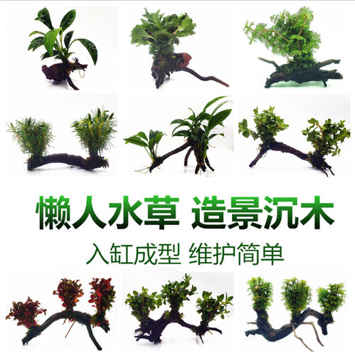 鱼缸活体水草真草造景矮珍珠植物