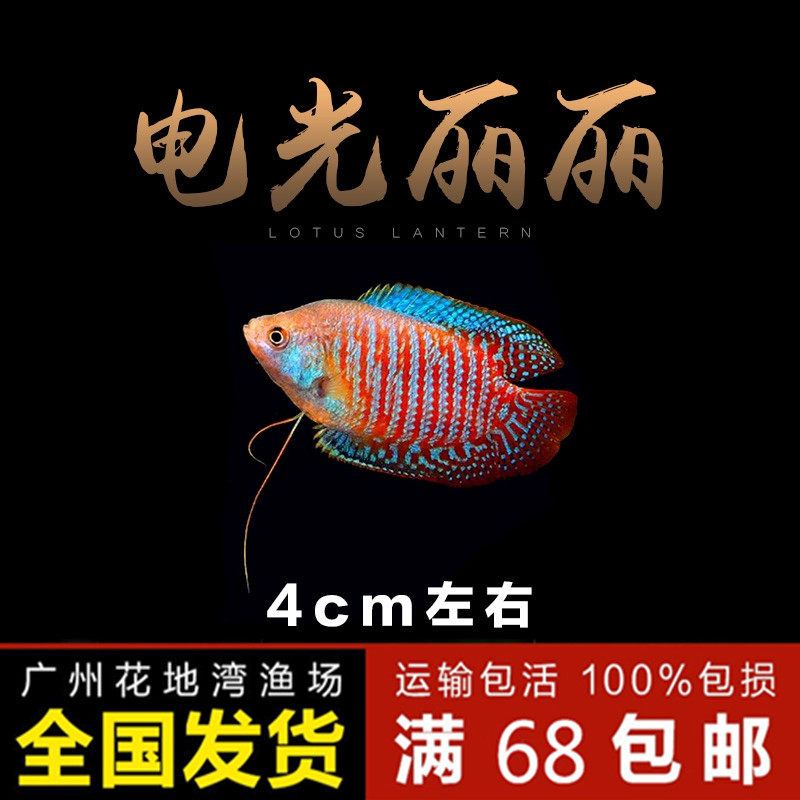 电光丽丽 红丽丽 4cm左右 迷鳃科 热带观赏鱼 活体