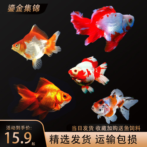 冷水鱼淡水鱼观赏鱼鎏金樱花鎏金