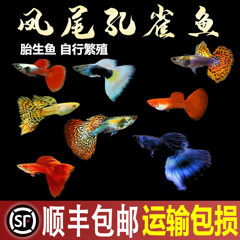 冰蓝孔雀鱼墨兰纯种蓝礼服