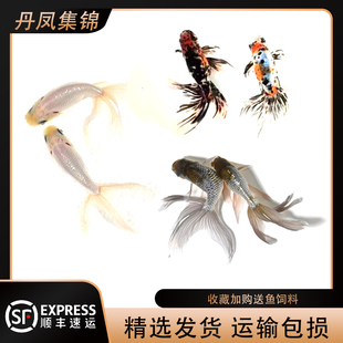 精选蓝丹凤尾国粹金鱼长尾中华观赏活鱼冷水鱼低氧小鱼淡水冷水鱼