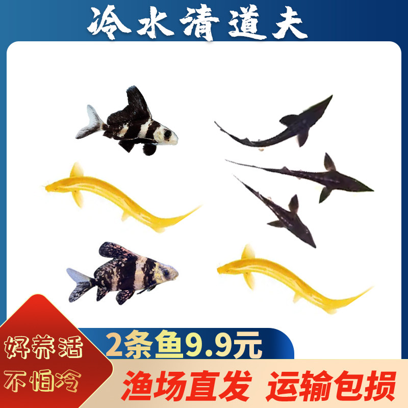 清道夫冷水鱼吃垃圾清洁鱼好养活