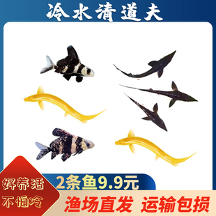 清道夫鱼缸清洁工鱼观赏热带淡水冷水专吃垃圾粪便清理藻类金苔鼠