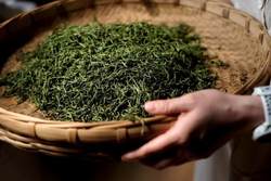 新2025年云南广南底圩茶之乡 明前绿茶春茶 毛尖 散装茶 250g包邮