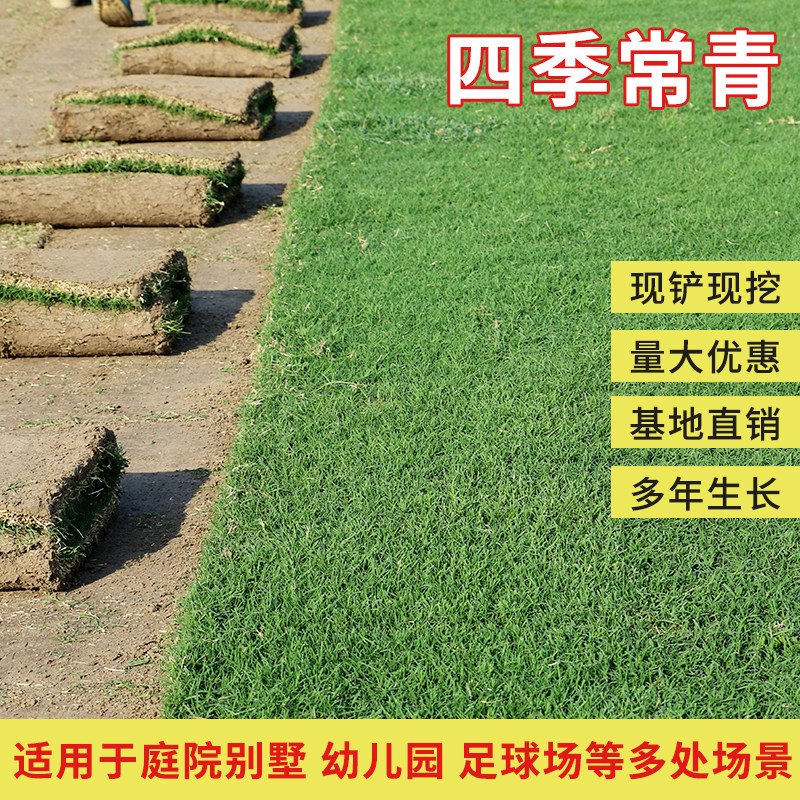 草皮真草坪带泥土别墅花园绿化四季青果岭草台湾草马尼拉草皮带土