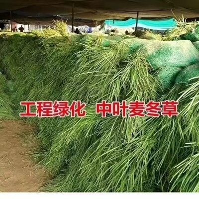矮麦冬庭院中叶麦冬草耐寒耐旱