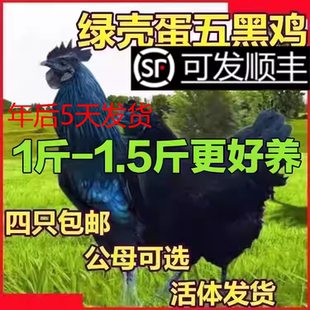 一斤脱温五黑鸡苗纯种五黑鸡活苗绿壳蛋鸡小鸡活体乌鸡苗顺丰包邮