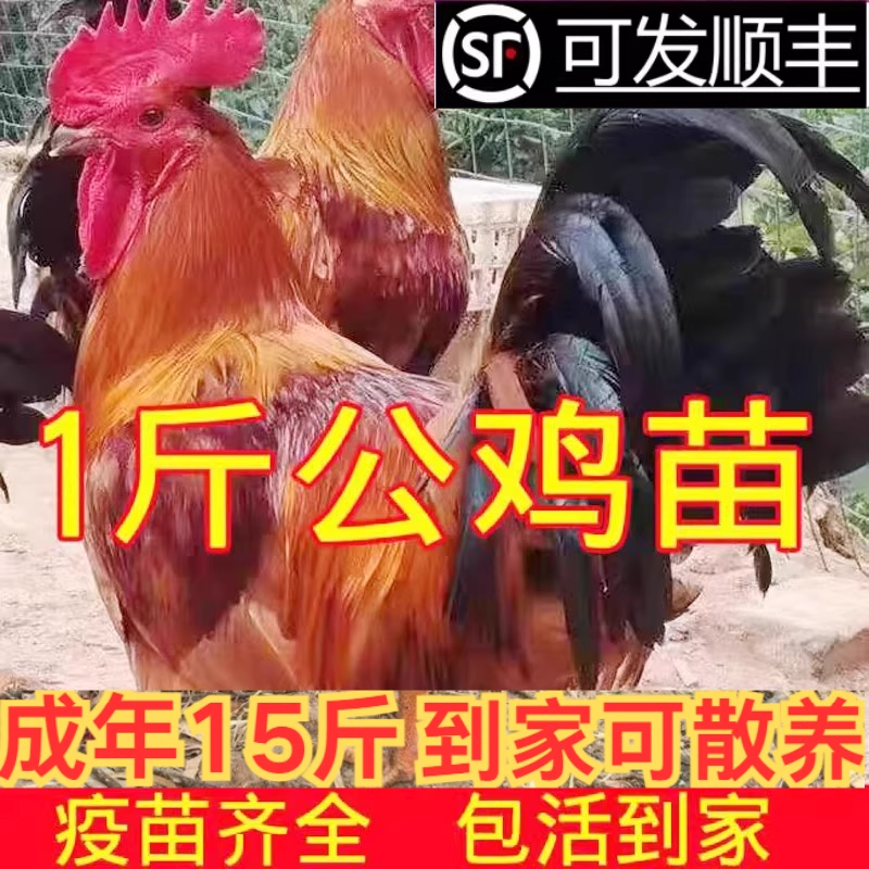 半斤一斤巨型公鸡苗鸡活苗小鸡苗九斤红鸡活苗380鸡苗红公鸡,农用物资,动物种苗,淘宝优惠券,粉丝福利购,淘宝优惠卷