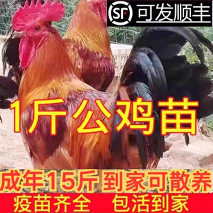 半斤一斤巨型公鸡苗鸡活苗小鸡苗九斤红鸡活苗380鸡苗红公鸡
