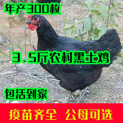3斤黑土鸡活苗黑羽小鸡苗脱温土鸡走地鸡黑鸡活苗包邮包活到家