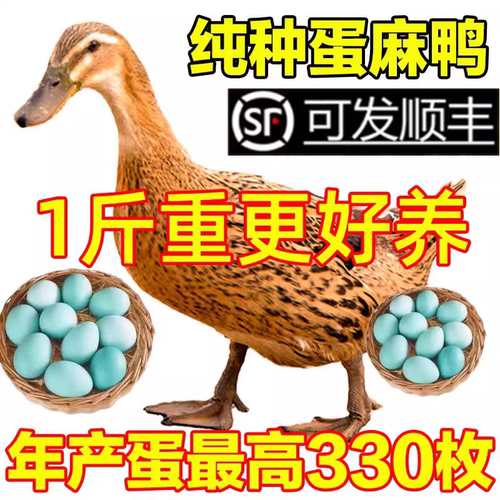 散养半斤一斤下蛋鸭野生二斤