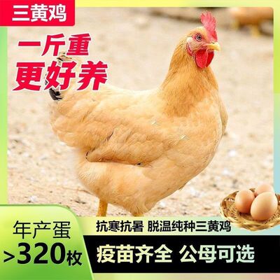 半斤纯种清远三黄鸡苗母
