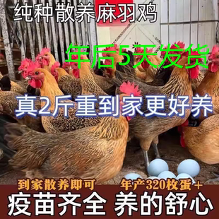 2斤麻羽绿壳蛋鸡活苗正宗小鸡苗土鸡一斤半大小鸡幼苗纯种蛋鸡