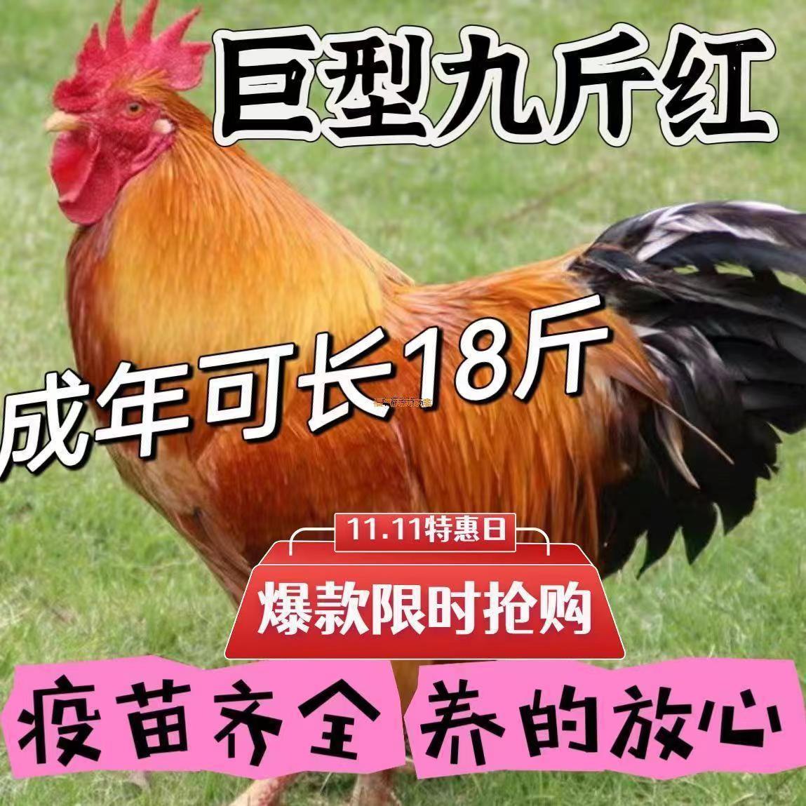 半斤巨型公鸡苗公鸡活苗小鸡苗九斤红鸡活苗红玉380鸡苗红公鸡