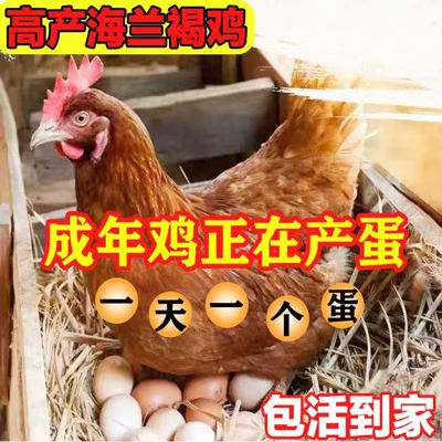 成年海兰褐鸡苗脱温高产蛋