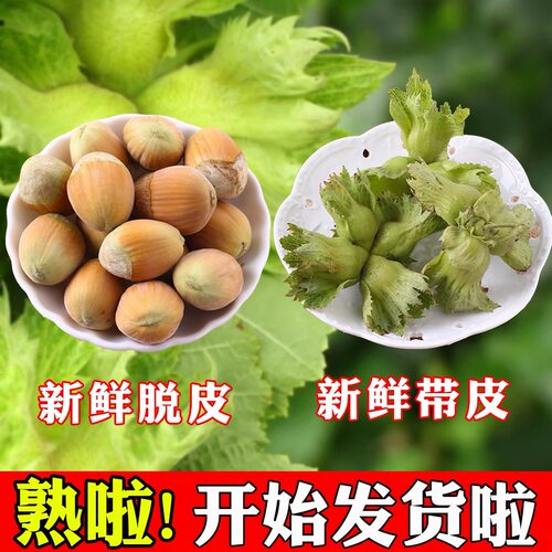 东北新鲜榛子现摘带皮生水仁大榛子2026年绿皮新鲜坚果干货包邮