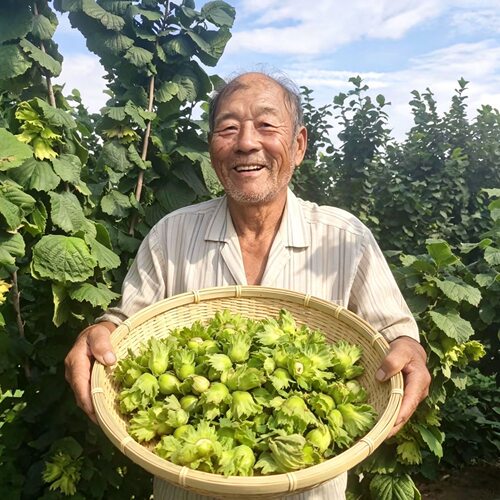 辽宁新鲜带绿皮大榛子带皮水仁水瓤青皮榛子东北坚果2026年新货
