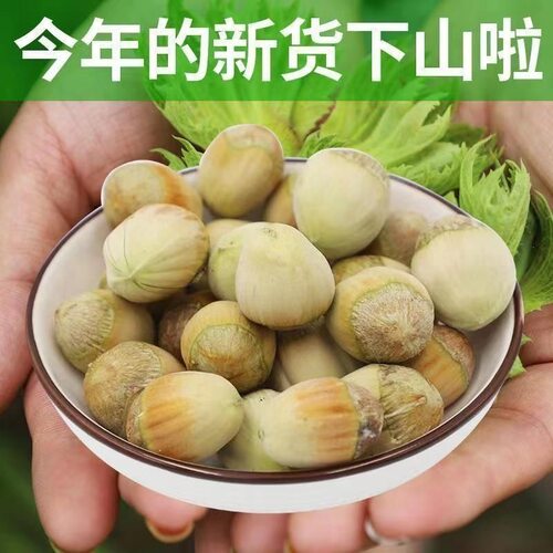 辽宁青皮水仁大榛子5斤新鲜采摘榛子应季水瓤榛子带绿皮鲜果坚果