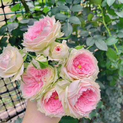 绒球门廊阳台露台浓香玫瑰花苗盆栽观花绿植大花月季多季花卉植物