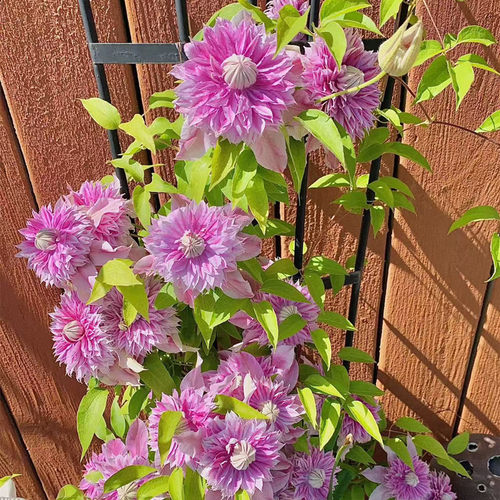 约瑟芬3类耐热铁线莲盆栽爬藤植物小中大苗耐热大花藤本花卉