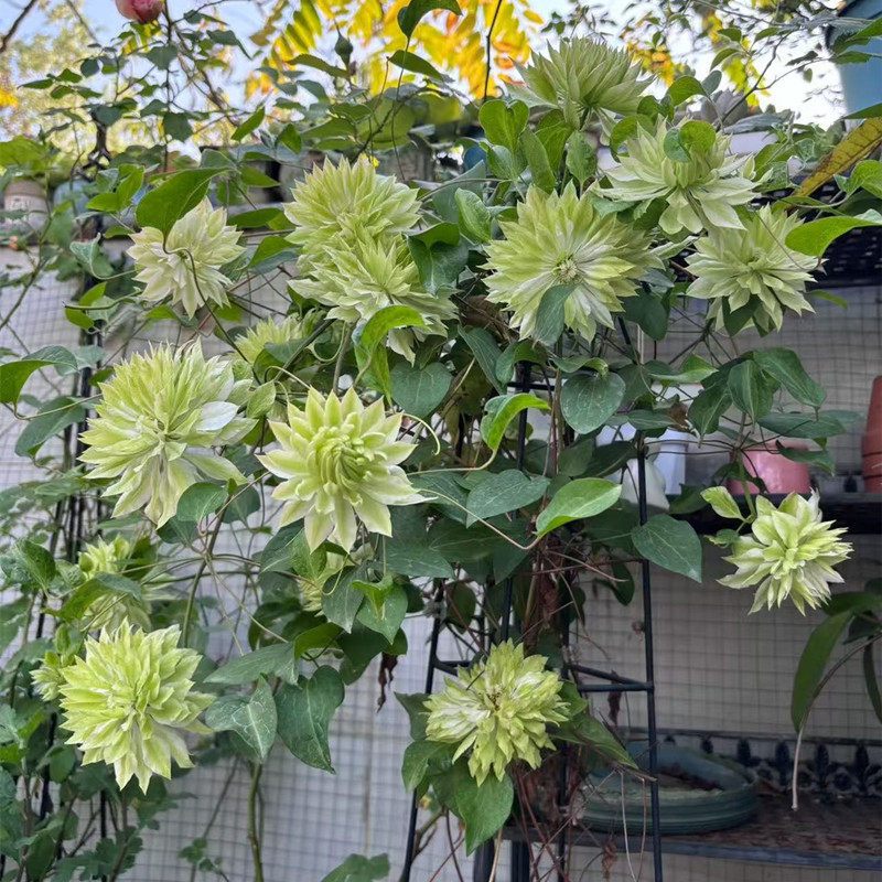 风之森林铁线莲花苗盆栽爬藤植物绣球/木绣球/圆锥乔