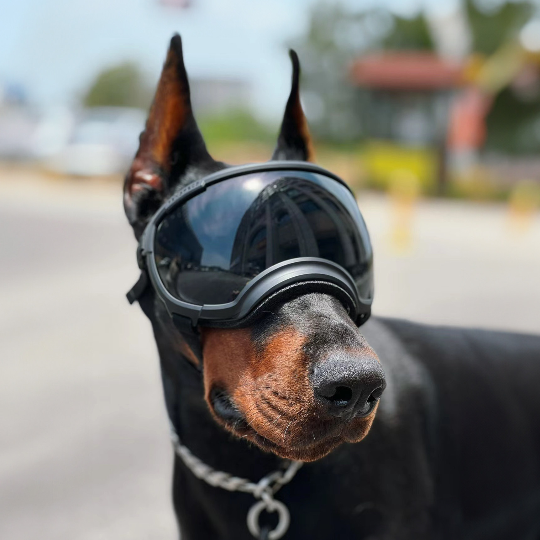 宠物眼镜太阳镜狗狗墨镜中大型军犬金毛杜宾护目镜滑雪防风镜防晒