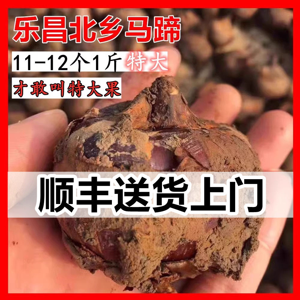 正宗乐昌北乡马蹄5-10斤装韶关特产当季新鲜现挖广东水果送礼年货,水产肉类/新鲜蔬果/熟食,荸荠/马蹄,淘宝优惠券,粉丝福利购,淘宝优惠卷