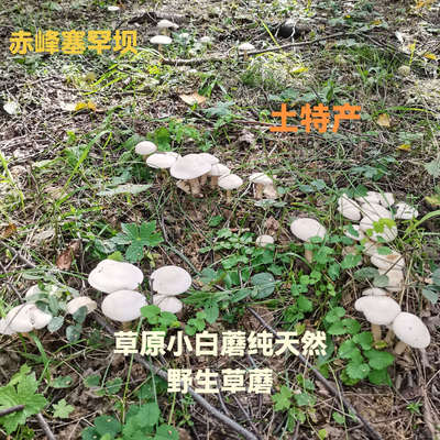 赤峰坝上白蘑草原特产白蘑菇天然野生新鲜自然晒干小白蘑干蘑菇