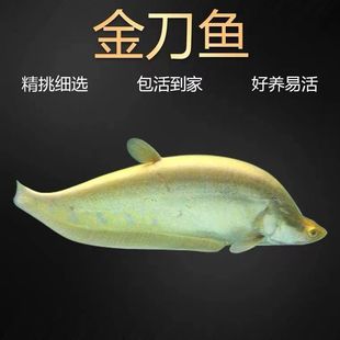 黄金刀鱼七星刀鱼白化金刀虎纹刀活体龙鱼配鱼风水热带大型观赏鱼