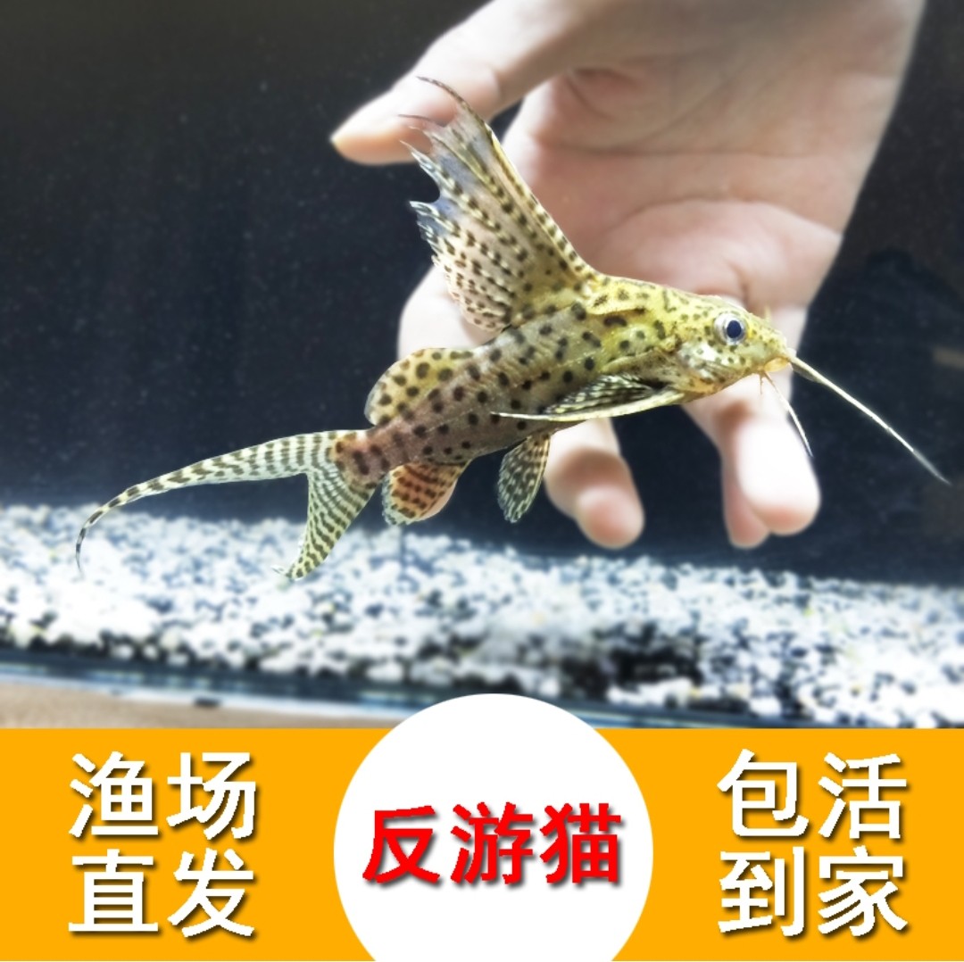 反游猫鱼活体倒游清缸清道夫工具鱼吃绿藻新手好养易活淡水观赏鱼