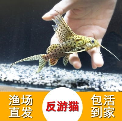 反游猫鱼活体倒游清缸清道夫工具鱼吃绿藻新手好养易活淡水观赏鱼