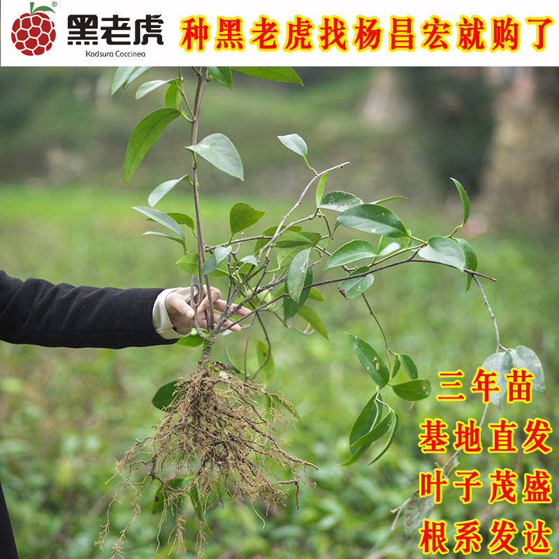 黑老虎苗木花卉绿植3年裸根长藤苗大红一号5棵包邮