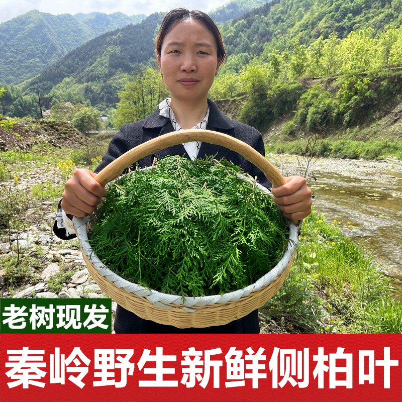 秦岭深山野生新鲜侧柏叶