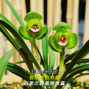 兰花苗春兰名品大货 金牛荷 当年开花浓香好易养室内花卉盆栽