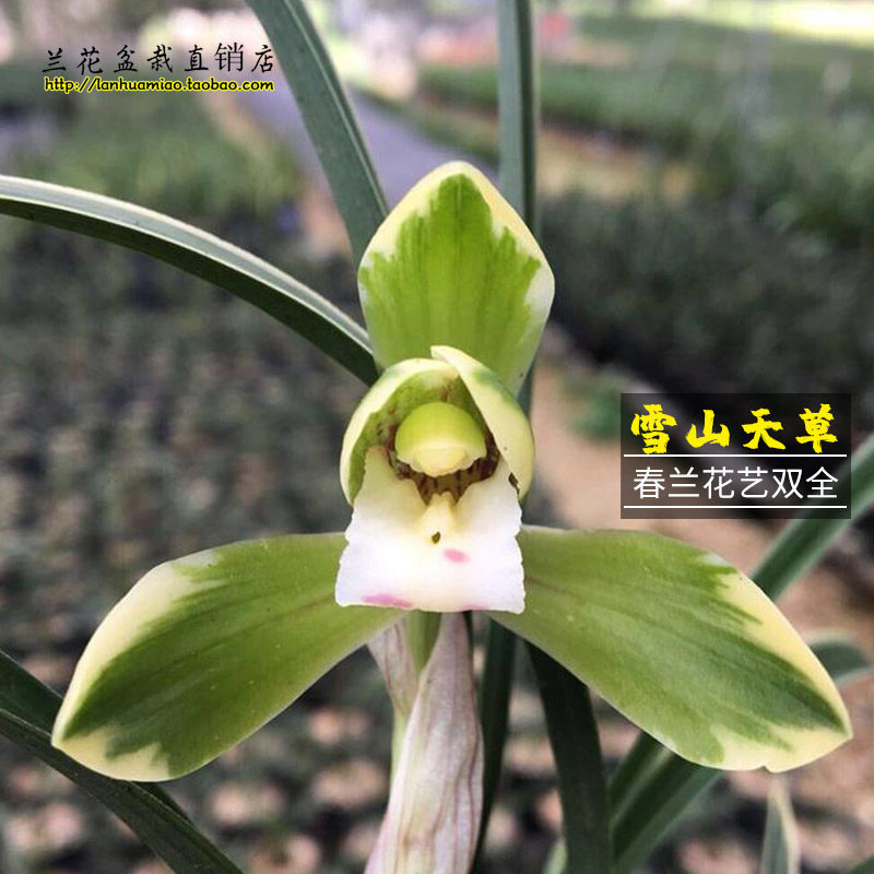 春兰细叶线艺兰 雪山天草 冬带浓香花苞出售室内好养兰花苗盆栽