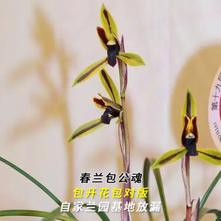 兰花苗春兰名品大货包公魂当年开花浓香好易养室内花卉盆栽