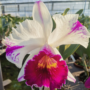 网红洋兰源头直发浓香大花卡特兰大苗花期长基地清仓花卉盆栽特价