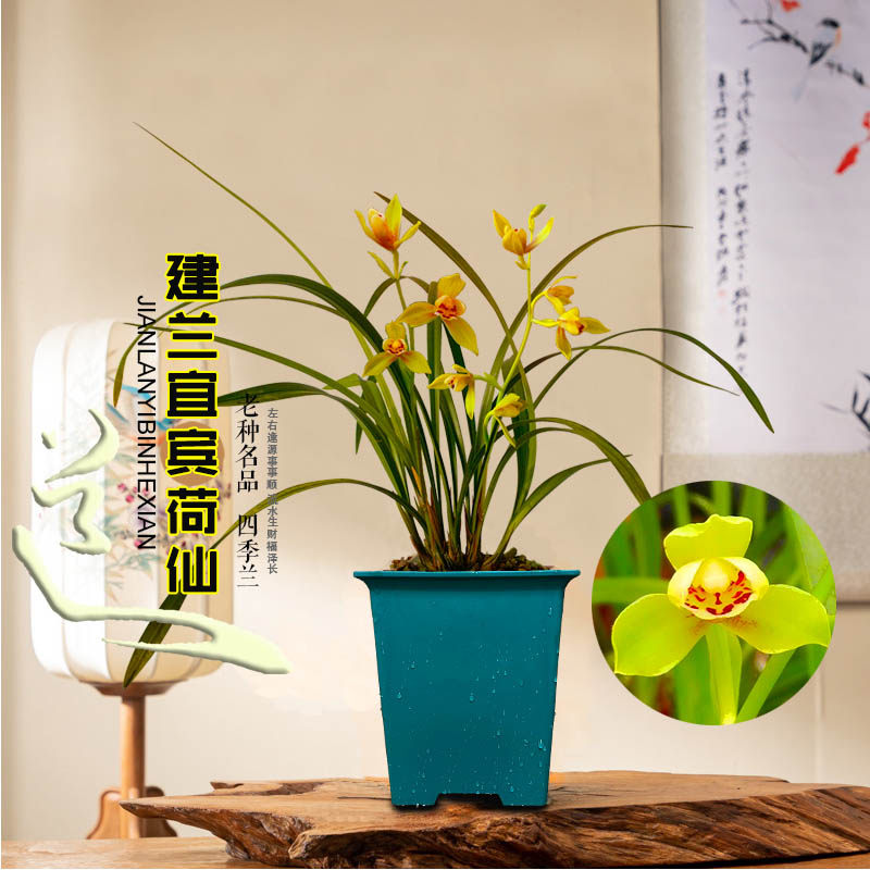 兰花苗建兰四季兰 宜宾荷仙 现带浓香花苞出售室内外植物花卉盆栽