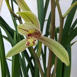 兰花苗金边建兰【小桃红】不带苞绿植盆栽花卉盆景浓香型小兰花