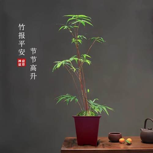 苔藓球植物红杆观音竹水培盆景