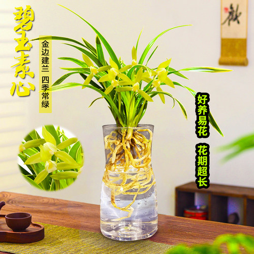建兰四季兰碧玉素心兰花苗