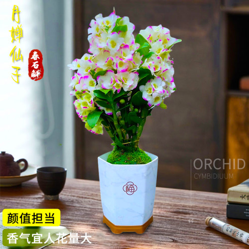 春石斛兰花盆景红魔帝
