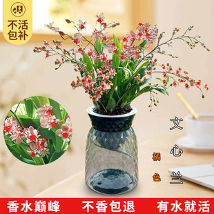 梦香兰文心兰跳舞兰花苗盆栽冬带花苞兰花秋冬花卉室内