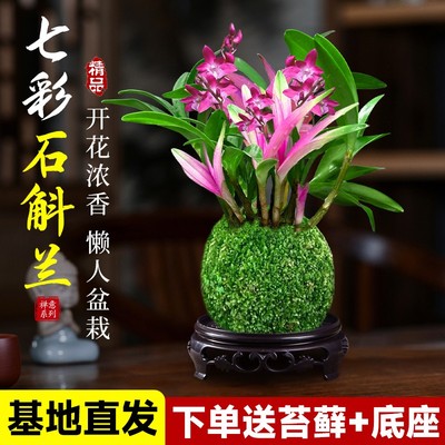 七彩香水石斛兰盆栽带花四季好养浓香型兰花水培植物室内花卉绿植