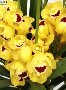 大花蕙兰 金玉夫人黄色大花冬带花苞出售好养易活兰花苗 花卉盆栽