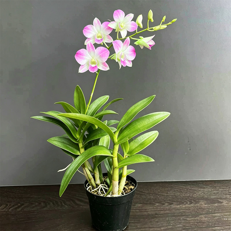 “多品种秋石斛”现带花苞四季开花名贵兰浓香好养室内外绿植盆栽
